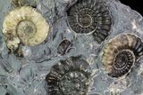 Ammonite (Promicroceras) Cluster -Somerset, England #86256-2